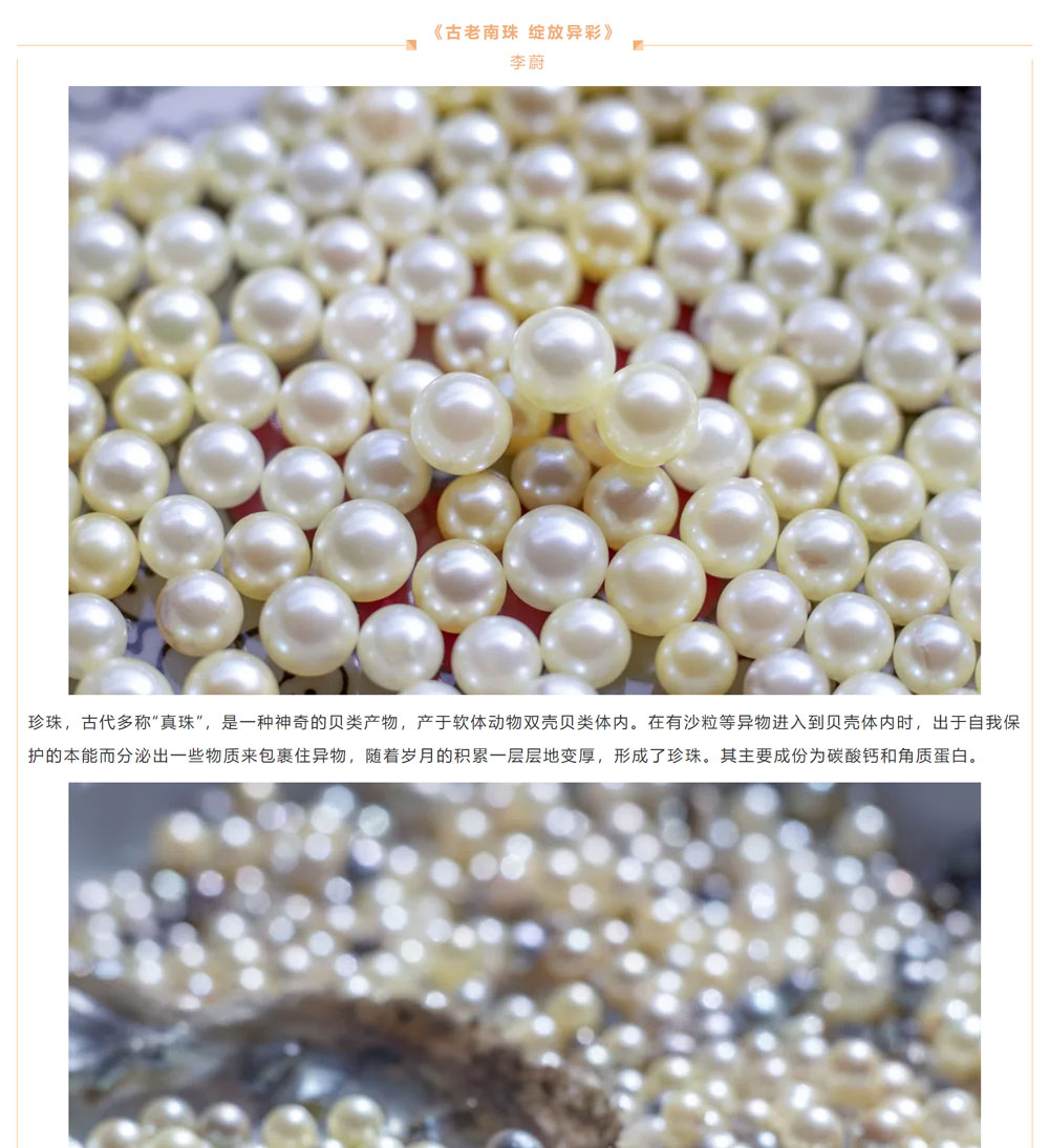 古老南珠，綻放異彩